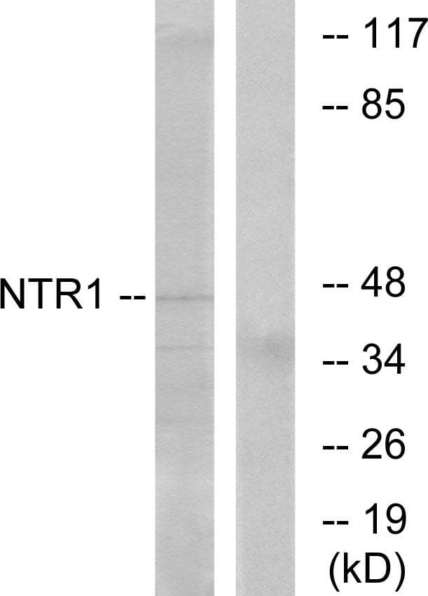 Polyclonal Rabbit anti-Human NTSR1 / NTR Antibody (WB)