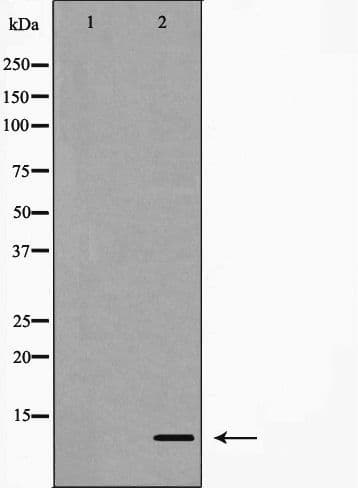 HMGIY / HMGA1 Antibody