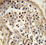 Polyclonal Rabbit anti-Human TBATA / C10orf27 Antibody (aa276-302, IHC, WB)