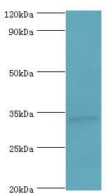 BIRC7 / Livin Antibody (aa1-265)