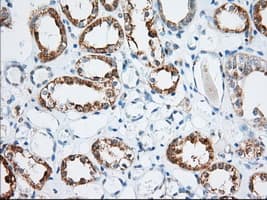 KSP32 / MIOX Antibody (clone OTI5H10, Carrier-free)