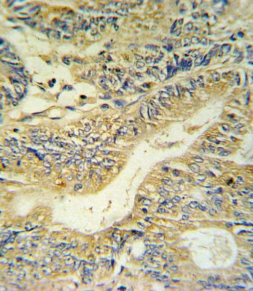 Peptide YY / PYY Antibody (aa67-94)
