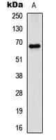 PXN / Paxillin Antibody (N-Terminus)