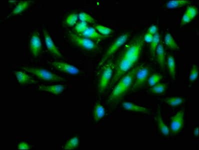 IHC-plus™ IDO1 / IDO Antibody