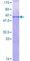 Human RNF151 Protein (Recombinant GST)