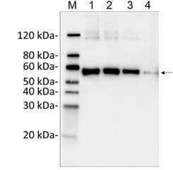 DYKDDDDK Tag Antibody (clone 114F12C8, HRP)