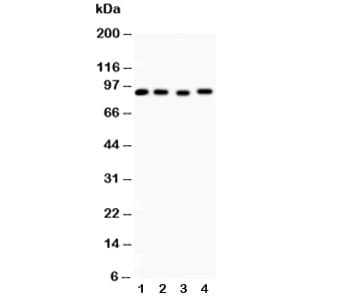 HSP90AA1 / Hsp90 Alpha A1 Antibody (aa2-365)