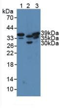SIRT2 / Sirtuin 2 Antibody (aa65-340)