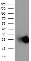 Adiponectin Antibody (aa19-244, clone OTI1H1, Carrier-free)