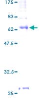 Human S1PR4 / SIP4 / EDG6 Protein (Recombinant GST)