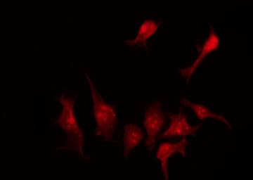 SLC43A1 Antibody