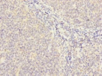 MS4A4A Antibody