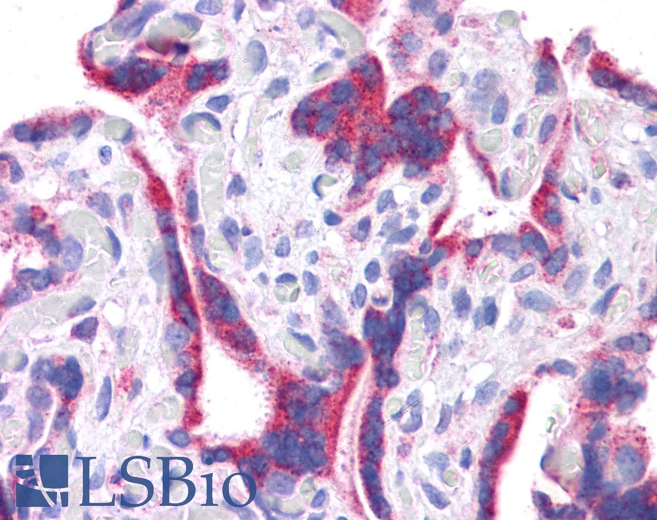 DLL1 Antibody (N-Terminus)