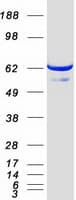 Human RAP74 / GTF2F1 Protein (Recombinant Myc-DDK (Flag))