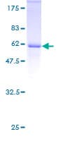 Human E2F6 Protein (Recombinant GST)