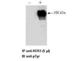 Polyclonal Rabbit anti-Human ERBB3 / HER3 Antibody (WB)