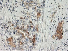 SNAP25 Antibody (clone OTI4B5, Carrier-free)