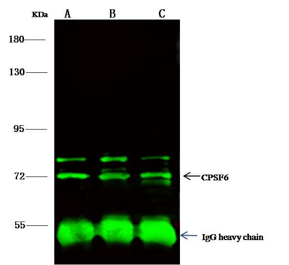 Polyclonal Rabbit anti-Human CPSF6 Antibody (Preservative Free, IHC, IF, WB)