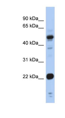 CSRP1 Antibody (aa71-120)