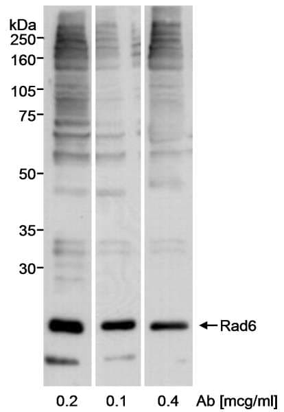 UBE2A Antibody (aa10-50)