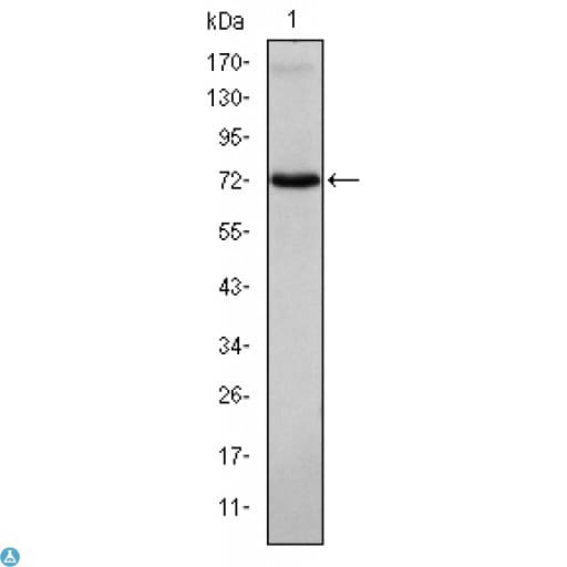 Monoclonal Mouse anti-Human ITK / EMT Antibody (IF, WB)