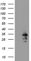 RBPMS / Hermes Antibody (clone OTI3B7)