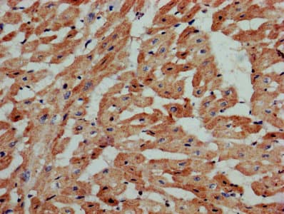 SIPR3 / EDG3 / S1P3 Antibody
