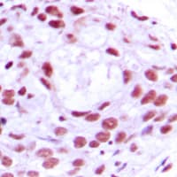 MCM4 Antibody (N-Terminus)
