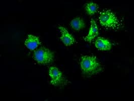 PKMYT1 Antibody (clone OTI2B4)