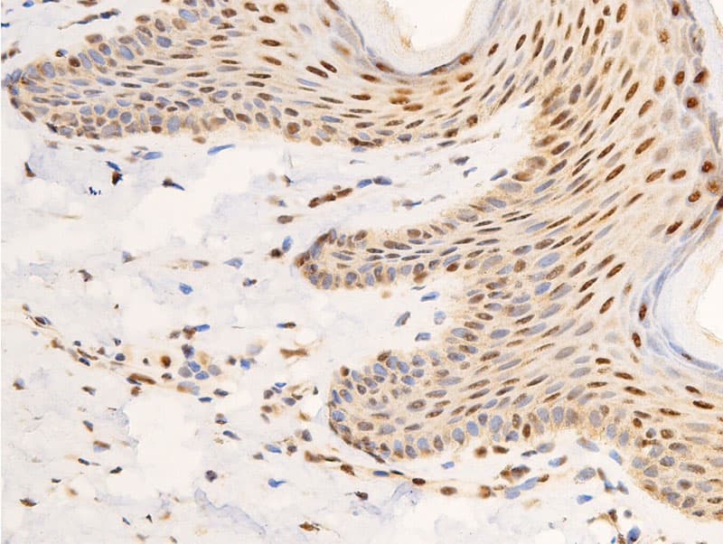JUN / c-Jun Antibody (phospho-Ser63)