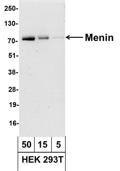 MEN1 / Menin Antibody (aa575-C-term, Biotin)