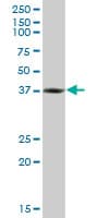 Monoclonal Mouse anti-Human RNF2 / RING2 / RING1B Antibody (clone 4A9, WB)