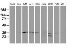 ERCC1 Antibody (clone OTI1H1, Carrier-free)