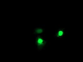 Monoclonal Mouse anti-Human EXOSC7 Antibody (clone OTI2F5, IF, WB)