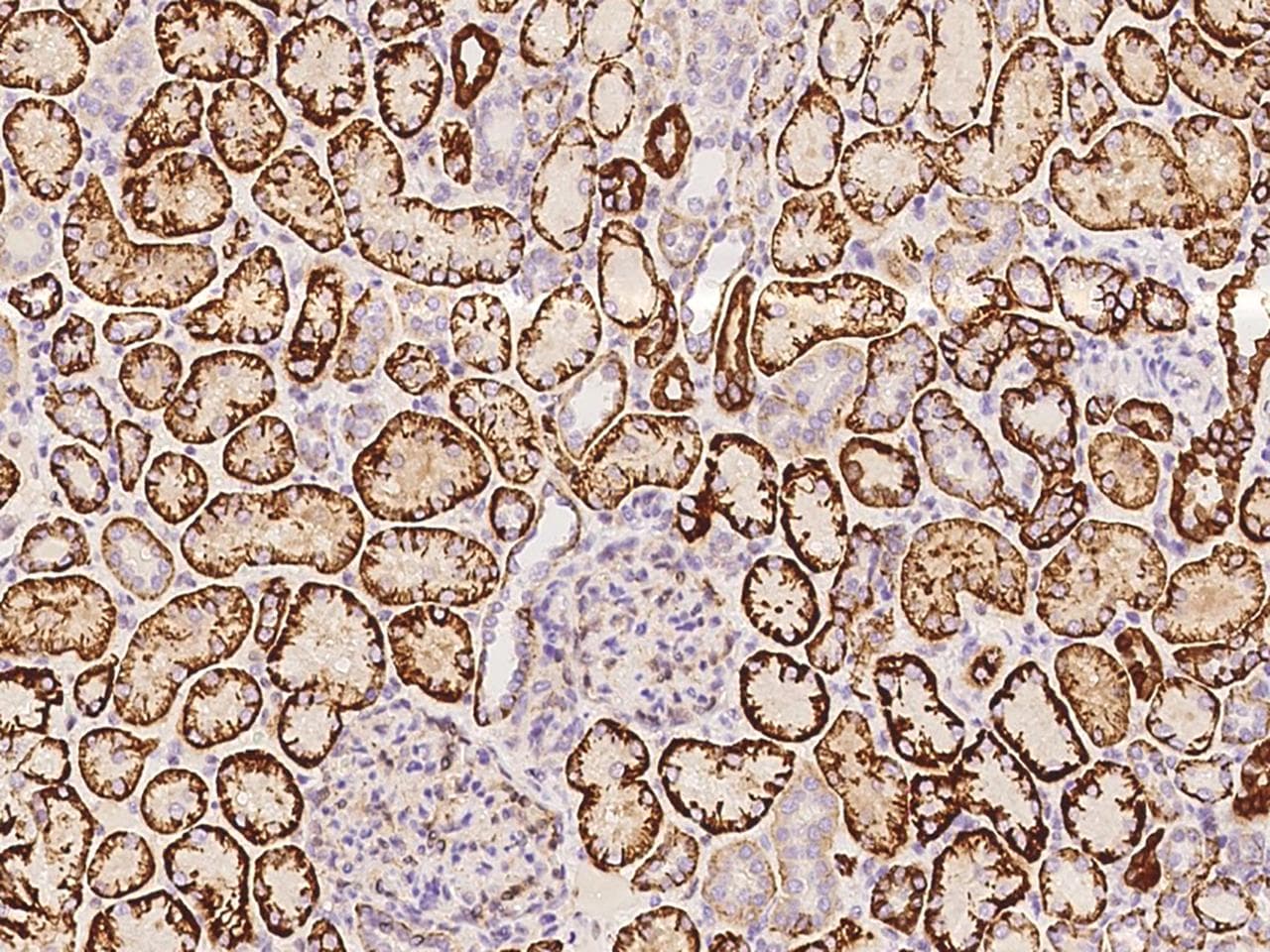 NDRG1 Antibody (Preservative Free)
