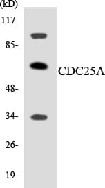 CDC25A Antibody (aa122-171)