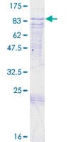 Human CNKSR3 Protein (Recombinant GST)
