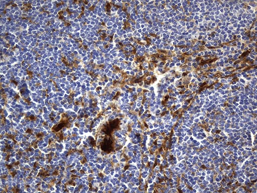 M-PST / STM Antibody (clone OTI1C6)