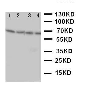 NOX1 Antibody (aa417-431)