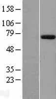 EYA1 Protein (Over-Expression Lysate Myc-DDK (Flag))