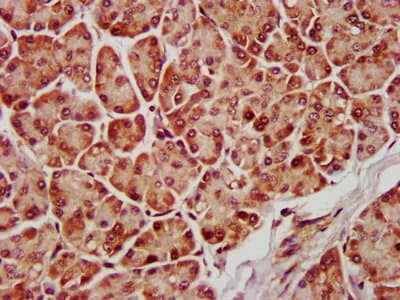 Polyclonal Rabbit anti-Human MAPK1 / ERK2 Antibody (IHC, IF, WB)