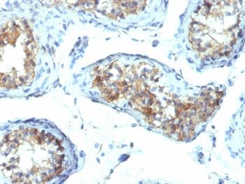 IFN Gamma / Interferon Gamma Antibody (clone IFNG/466, Azide-free, BSA-free)