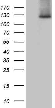 Monoclonal Mouse anti-Human SUPT16H / FACTP140 Antibody (clone OTI3B8, Carrier-free, aa187-282, IHC, WB)