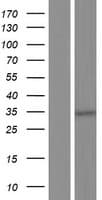 RBM7 Protein (Over-Expression Lysate Myc-DDK (Flag))