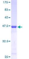 Human C20orf27 Protein (Recombinant GST)