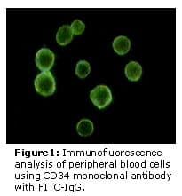CD34 Antibody (clone 4H5E7)
