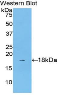 IL1A / IL-1 Alpha Antibody (aa111-204, Cy3)