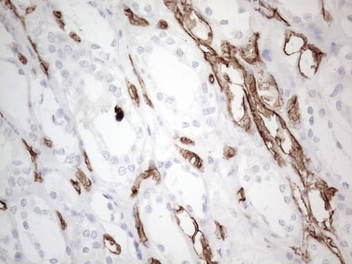CD34 Antibody (aa312-385, clone OTI11A5, Carrier-free)