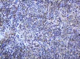 PCDH7 Antibody (clone OTI1A2, Carrier-free)