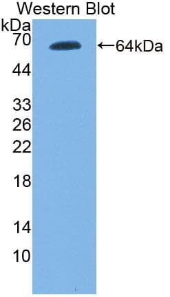 TLR9 Antibody (aa26-332, Biotin)